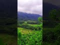 PEMANDANGAN ALAM #nature #alam #gunung #sawah