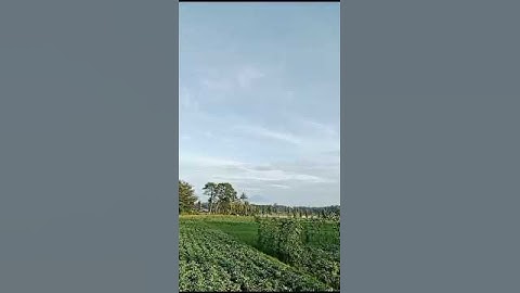 The view of rice field and Mt.Slamet at our village Blambangan, Central Java, Indonesia #nature