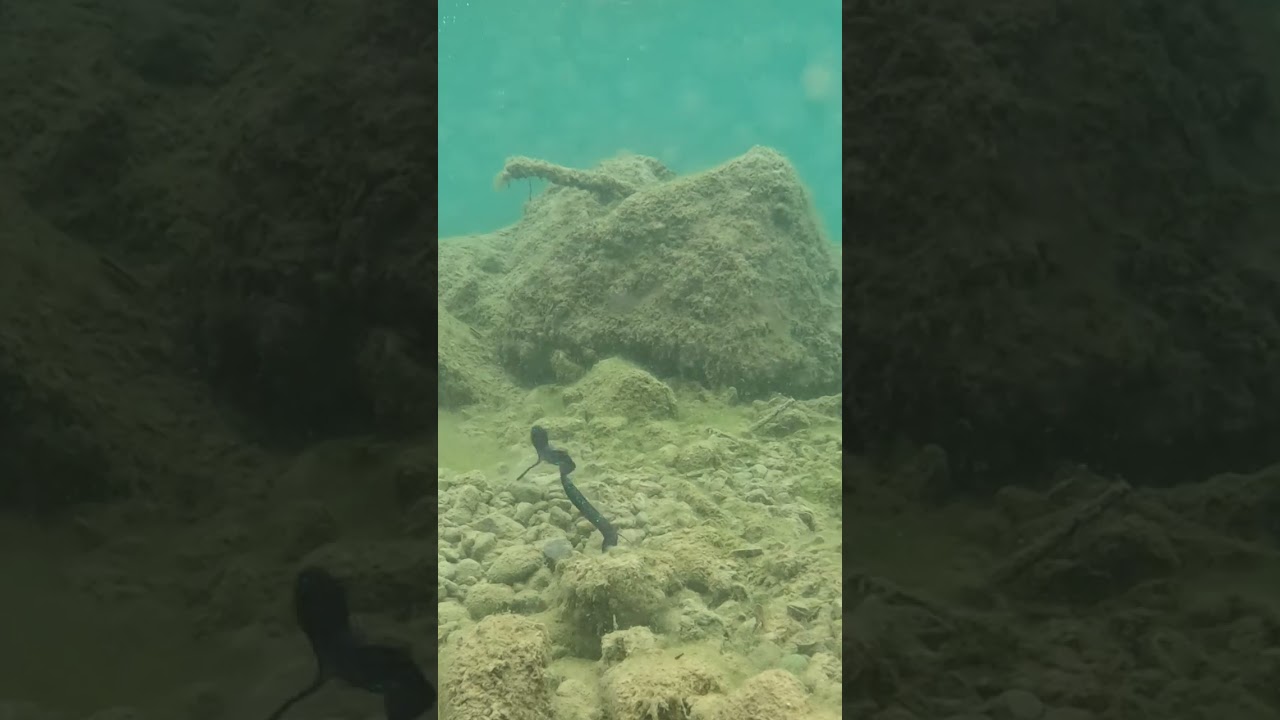 ZOOM Ol' Monster 10'' UNDERWATER Action Texas Rig 