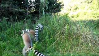 Ring tailed lemurs attack our boat