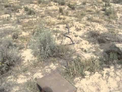 raj gill birmingham live snakes release video26/5/13 time 04:40pm vikram con/n 98141-71064