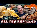 Reptile room tour 2024  over 100 reptiles