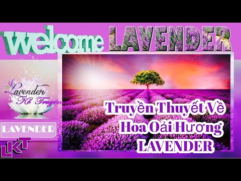 Truyền Thuyết Hoa Oải Hương ( LAVENDER)