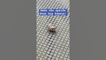 Make the upside down bug famous #bug #music