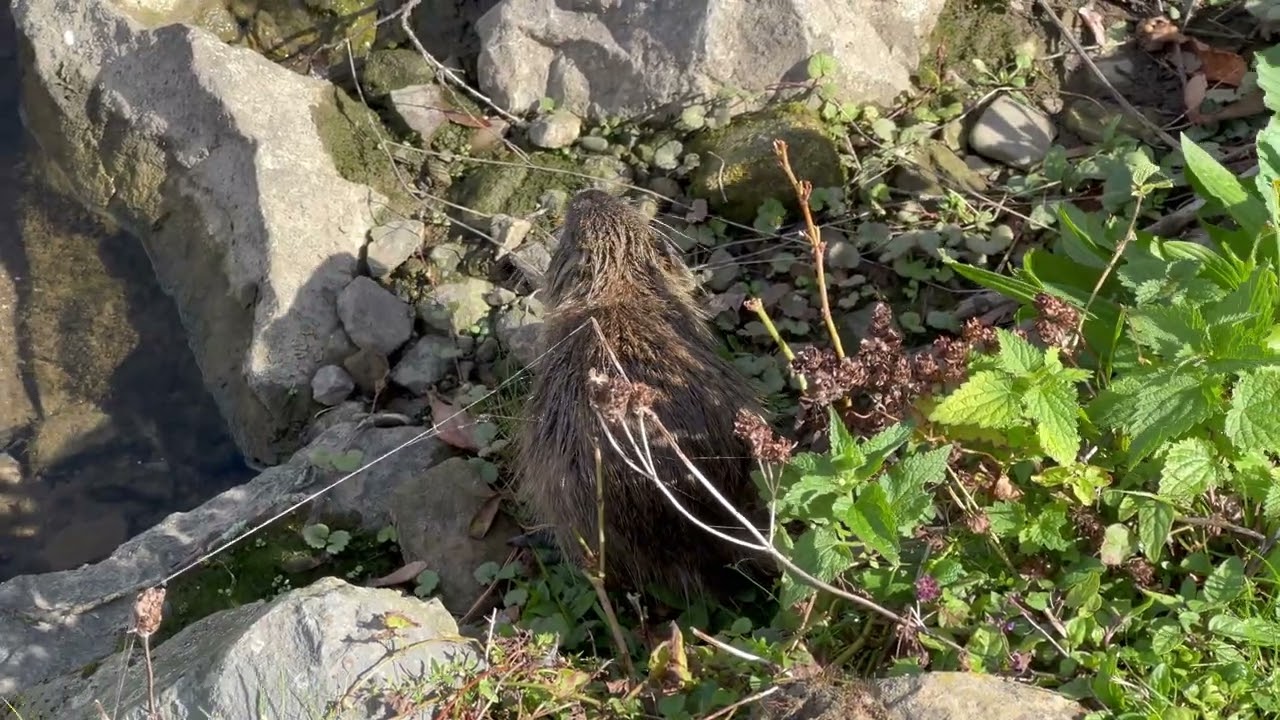 Lenne, Nutria und Co.