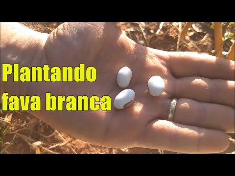 Como plantar fava branca passo a passo