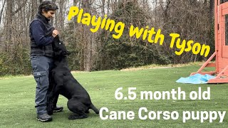 TYSON,  CANE CORSO puppy training. 6.5 month old #canecorso #dogtraining #dog by Ivy League Cane Corso Kennel 2,426 views 4 months ago 2 minutes, 8 seconds