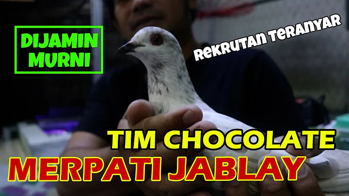 TIM CHOCOLATE BOYONG MERPATI JABLAY DARI TIM RAIBE...