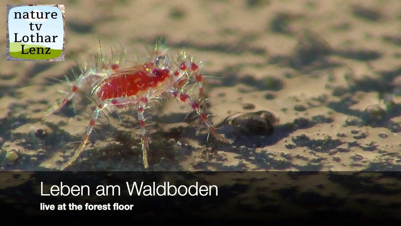 Leben am Waldboden (14). Life at the forest floor