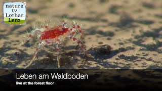 Leben Am Waldboden 14. Life At The Forest Floor