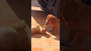 Dachshund Pulls Companion Dog's Collar Off