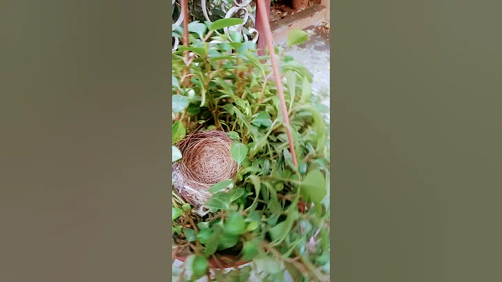 Birds Nest... Bulbuls - DayDayNews