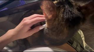 SOUND ASMR :: Cat Massage, Scratches, and Purrs by SandyPetMassage 458 views 3 months ago 4 minutes, 12 seconds