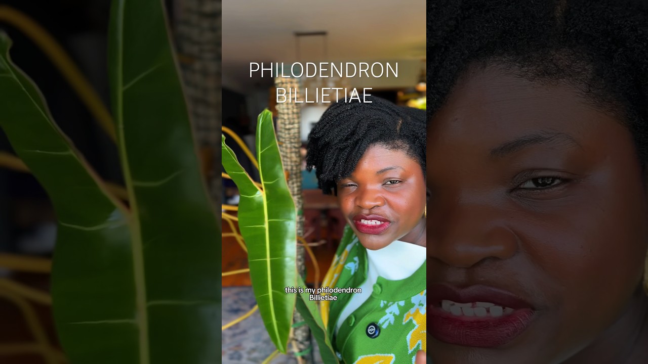 Филодендрон Биллиетиа — идеальное растение для начинающих цветоводов.