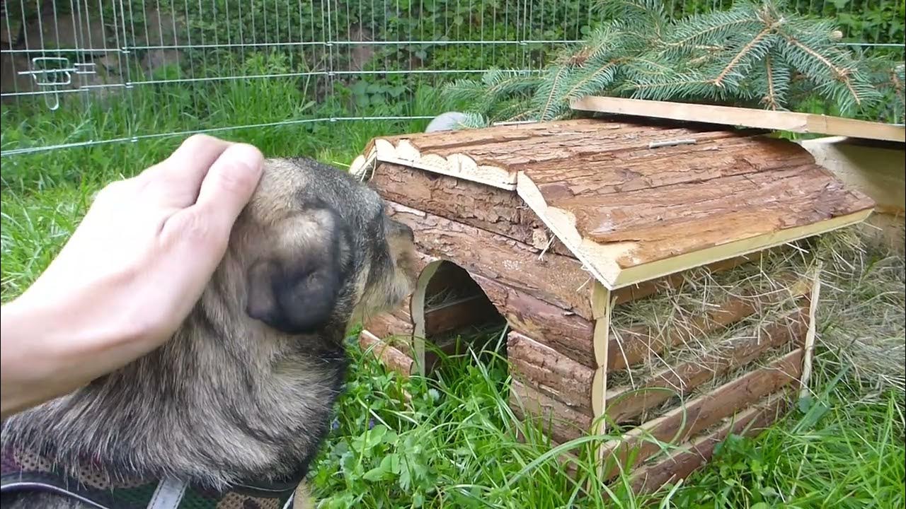 Hund an Kaninchen gewöhnen Teil 1 - YouTube
