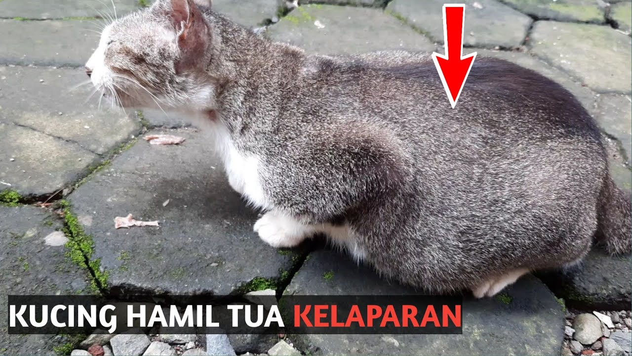 Menolong Kucing Hamil Tua Kelaparan - Pecinta Kucing Merapat - YouTube
