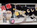 絶妙な動きをする電動猫じゃらし見つけた！【猫 電動ねこじゃらし BENTOPAL （ベントパル） P03】