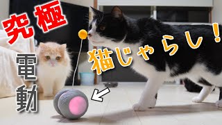 絶妙な動きをする電動猫じゃらし見つけた！【猫 電動ねこじゃらし BENTOPAL （ベントパル） P03】