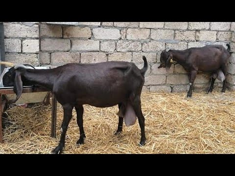 Video: Boer keçiləri sağmaq üçün yaxşıdır?