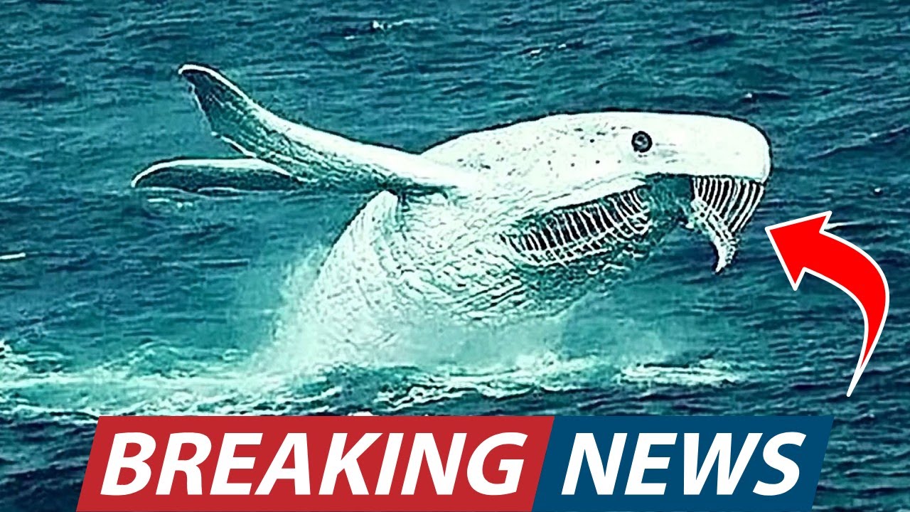 Deep Sea Divers JUST Found a Terrifying Hybrid Creature Lurking in South Africa’s Mysterious Waters!