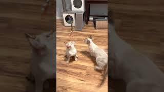 Maverick & Mystique SNOW CHAUSIE Kitten Cat Pair by CS L 37 views 2 years ago 1 minute, 3 seconds