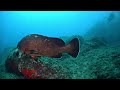 Antonio Palermo - How much is a grouper worth? - Mondiale Video Subacqueo 2025
