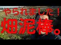 【どうして俺の畑？】
畑の野菜が盗まれました(泣)