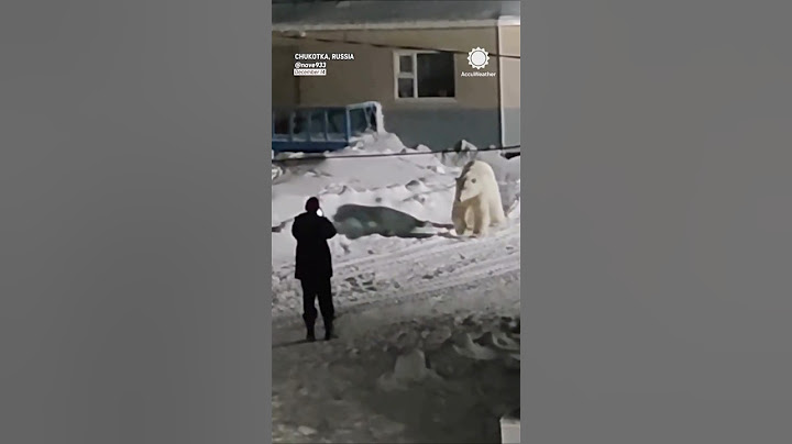 Man Dangerously Captures Up-Close Video of Polar Bear