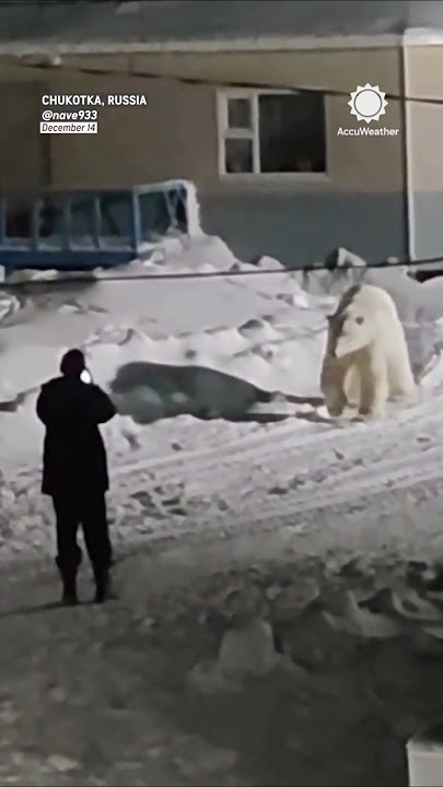 Man Dangerously Captures Up-Close Video of Polar Bear