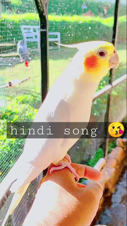 parkit australia siul lagu india☺