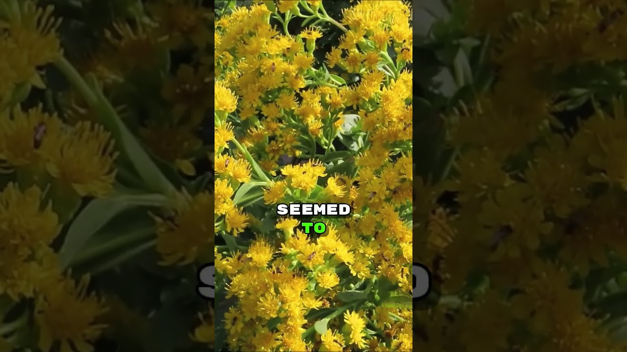 Insects Love Tall Goldenrod! 