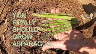 #ASPARAGUS One of the easiest vegetables to grow in the #garden