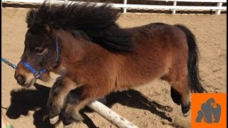 Funny Cute Miniature Horses - Running and Having Fun by Crazy Gorilla 5,319 views 5 years ago 2 minutes, 18 seconds