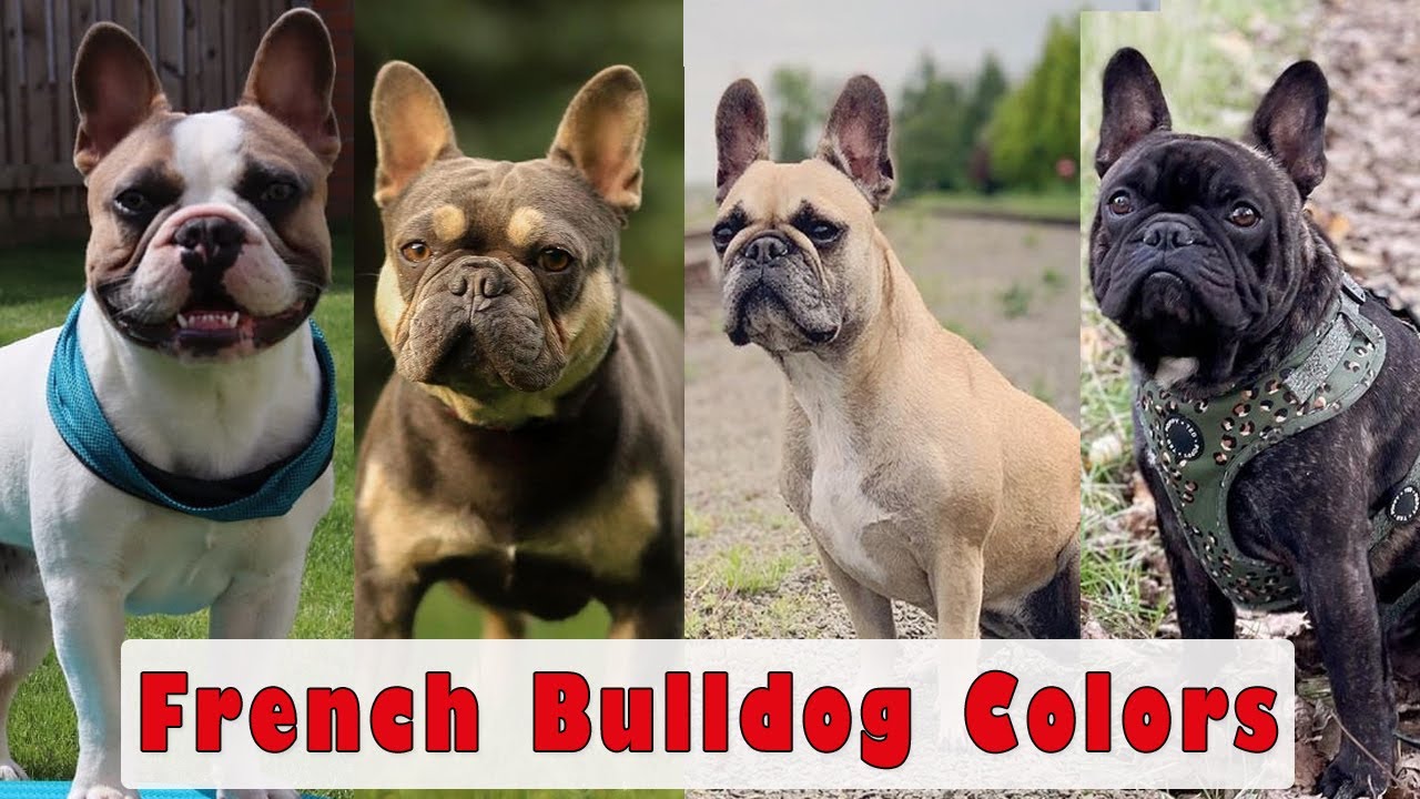 French Bulldog Colors And Patterns / 11 Most Popular French Bulldog ...