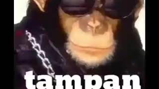 Tampan Versi Monyet