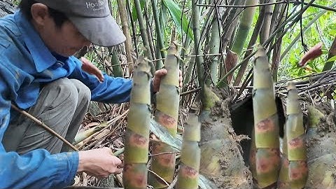 Dũng thật thà || Vào rừng hái măng muỗi bay kín người đốt dặm tai.