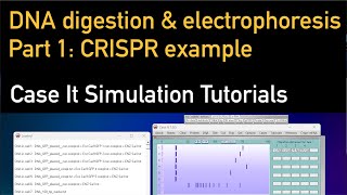 Part 1: Restriction enzyme digestion and DNA electrophoresis: data from Nobel Prize CRISPR research