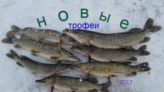 Клев щуки на жерлицы. Усовка. Новый день новые трофеи. Клев щуки на жерлицы. Усовка. Новый день новые трофеи.