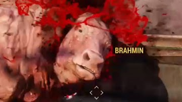 Man Attempts To Avenge His Brahmin (Fallout 76 Pvp + Grief)