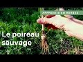 Reconnaître et recolter le poireau sauvage