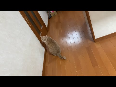 「おい、開けろ」と言ってそうな猫