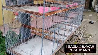 KANDANG TERNAK PERKUTUT BERTINGKAT [ Cocok Untuk Pemula ]