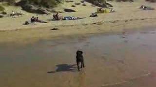 Figgy at Crantock Beach Aug 2007