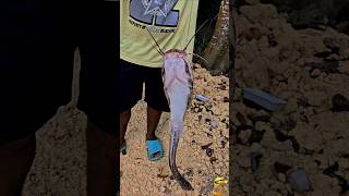 pesca de gatos 🐱 #virals #gatos