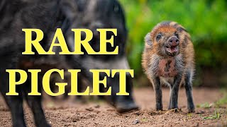 One Of The Rarest &#39;Visayan Warty Pig&#39; Born In Chester Zoo