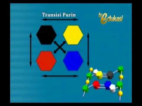 Video: Kekurangan Rantaian Pernafasan Kompleks III Disebabkan Oleh Mutasi BCS1L: Fenotip Novel Dengan Encephalomyopathy, Sebahagiannya Phenocopied Dalam Model Tetikus Bcs1l Mutan