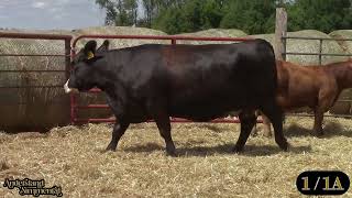 Andersland Simmentals Lot 1