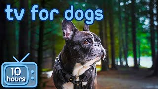Virtual TV for Dogs! Fun Videos for Your Dog to Prevent Boredom + ASMR Music! image