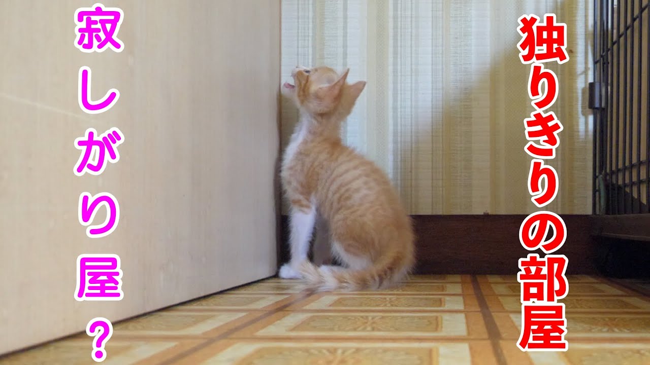 保護猫 独りで寂しさ全開で鳴く子猫が可愛いすぎた 保護子猫 Youtube