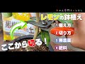 【4月下旬】①ゼロから始めるレモンの鉢植え／璃の香(りのか)の無農薬栽培に挑戦！